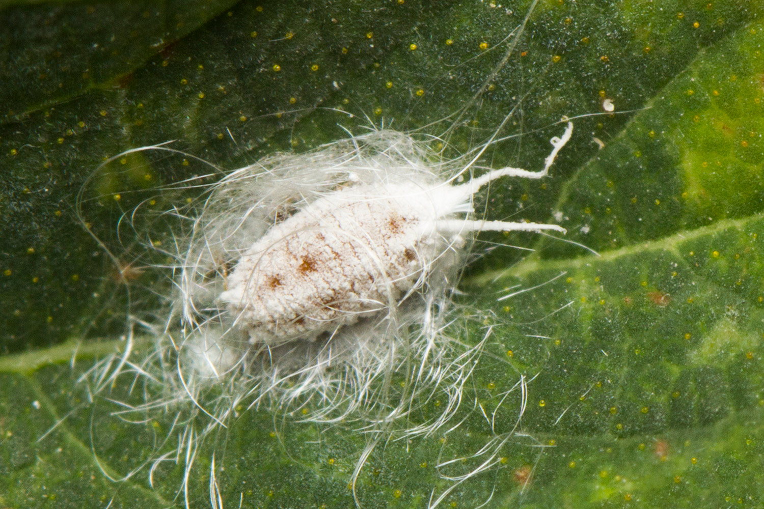 Long-Tailed Mealybug Barbados